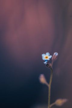 Vergissmeinnicht, aber anders 3 von MdeJong Fotografie