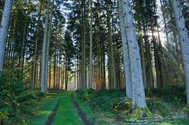 Mystischer Schwarzwald von Tanja Voigt