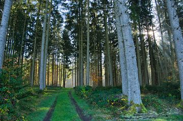 Mystischer Schwarzwald van Tanja Voigt