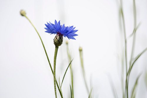 Cornflower