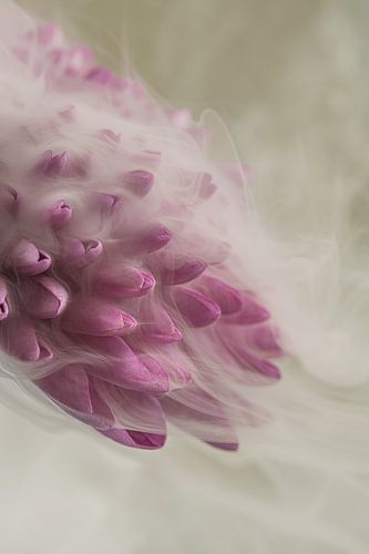 Stillness in Motion - Pink dahlia with a hint of smoke by Marjolijn van den Berg