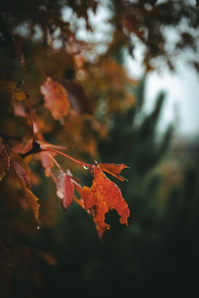 Autumn leaves on a tree by Jan