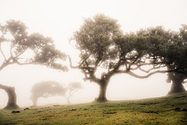 Misty Fanal Forest, Madeira by Patrycja Polechonska