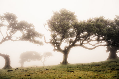 Nebelwald von Fanal, Madeira