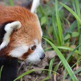 Rode panda van Dennis Mullenders