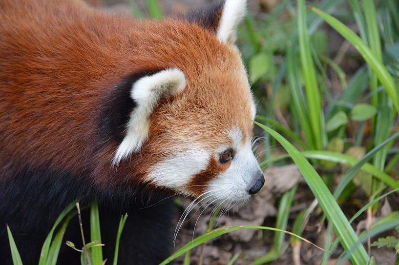 Rode panda van Dennis Mullenders