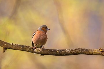 De vink in het licht van de lente van Tobias Luxberg