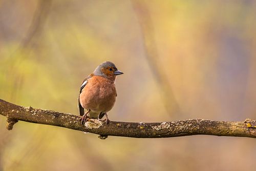 De vink in het licht van de lente