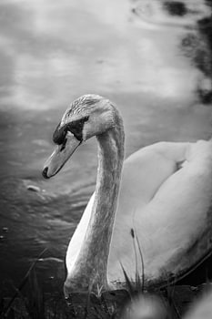 Ein Schwan auf dem Wasser, der schwimmt und in Schwarz-Weiß posiert.