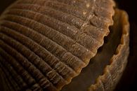 The mirrored ribbed shell by Marjolijn van den Berg thumbnail