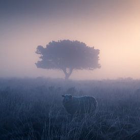 Een schaap in de mist