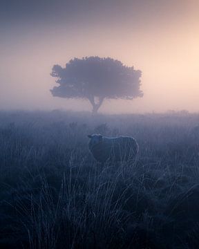 A sheep in the fog by Niels Tichelaar