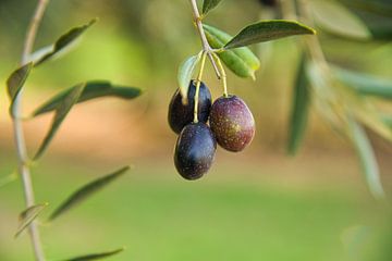 Les olives en Provence sur Tanja Voigt