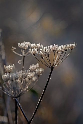 Knusprig