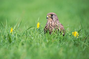 Torenvalk (Falco tinnunculus) van Ronald Pol