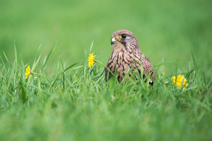 Turmfalke (Falco tinnunculus) von Ronald Pol