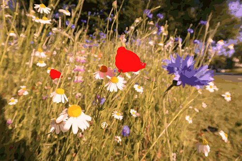 Cornflower and Poppy