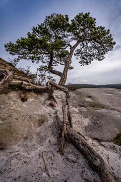 Imposante dennenboom op een bergtop in Saksisch Zwitserland 3 van Holger Spieker