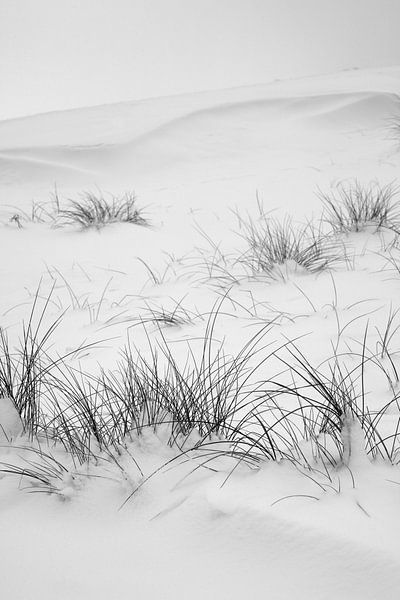 Herbe des dunes par Vanessa D.