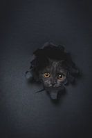 Kat