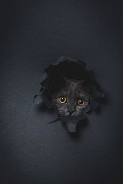 Cat by Danielas ARTPicture