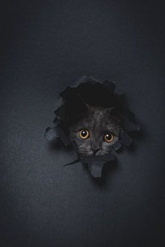 Katze von Danielas ARTPicture