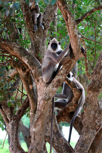Monkey in the trees