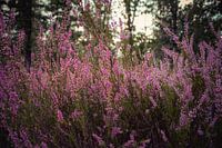 La bruyère en fleur