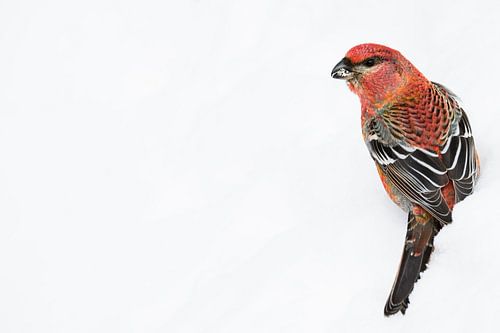 Pine grosbeak in the snow