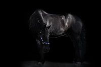Friesian horse