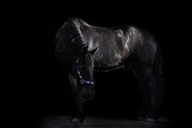 Friesian horse by Laura Loeve