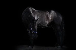 Friesisches Pferd von Laura Loeve