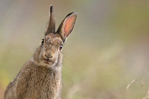 Un lapin de garenne (Oryctolagus cuniculus) regarde l'appareil photo. sur Vienna Wildlife