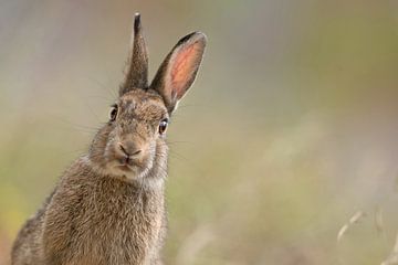 Wild konijn (Oryctolagus cuniculus) kijkt in de camera van Vienna Wildlife