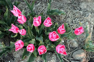 Tulpen van Jan Albada