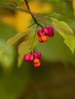 Herbstliche Herrlichkeit
