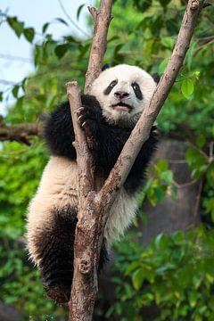 Schattige pandabeer in boom ( giant panda of reuzenpanda ) van Chihong