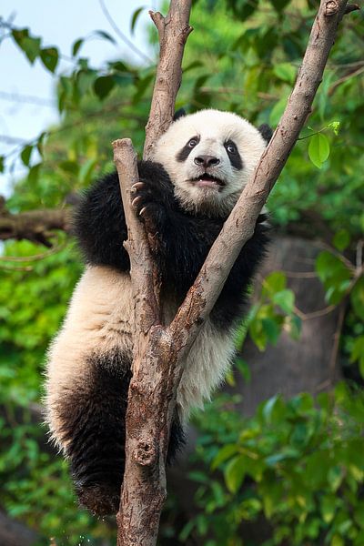 Adorable panda bear in tree ( giant panda ) by Chi