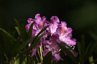 rododendron & zonlicht II