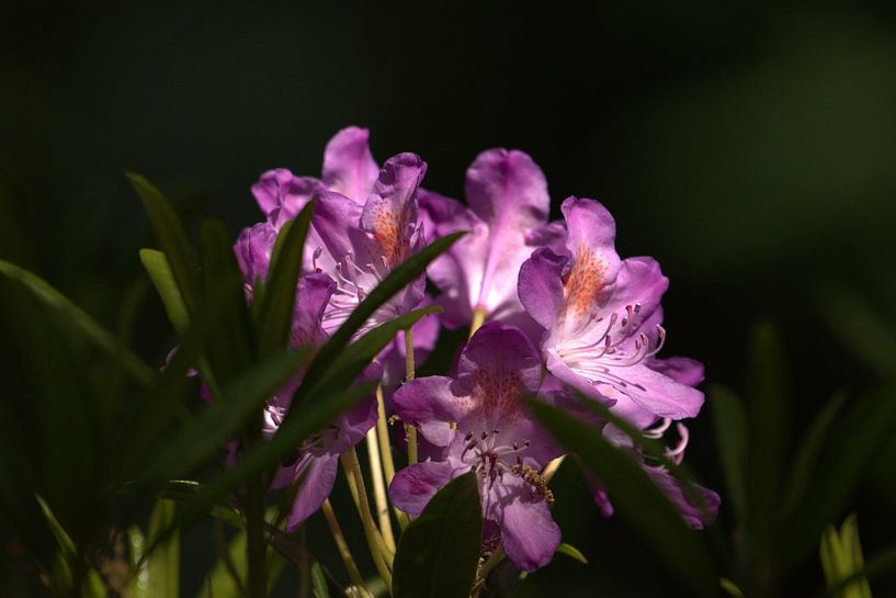 rododendron & zonlicht II van Marvin Van Haasen