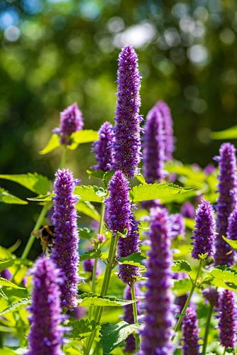 Inflorescences of the herb anise hyssop in sunlight by Frank Kuschmierz