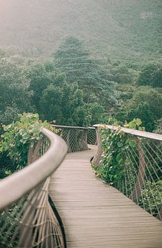 Botanische tuin Kirstenbosch in Kaapstad |  Botanische foto print voor aan de muur van Emma van der Schelde