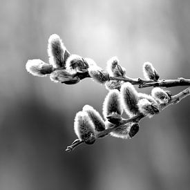Schwarzweiss-Foto einer Weide im Frühjahr von Elbert Brethouwer