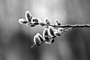 Schwarzweiss-Foto einer Weide im Frühjahr