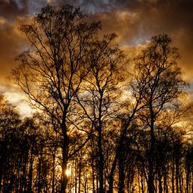 Slihouet van berkenbomen bij ondergaande zon van KCleBlanc Photography