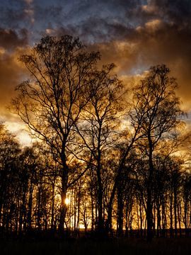 Slihouet van berkenbomen bij ondergaande zon van KCleBlanc Photography