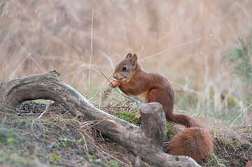 Squirrel part 2 by Tania Perneel