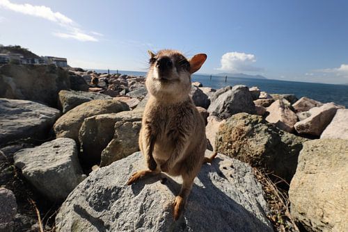 Geallieerde rotswallaby , Petrogale assimilis Magnetic Island in Queensland, Australië