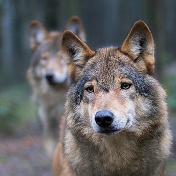 wolf by jan van Welt