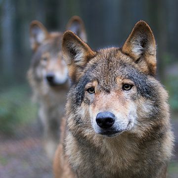 wolf van jan van Welt